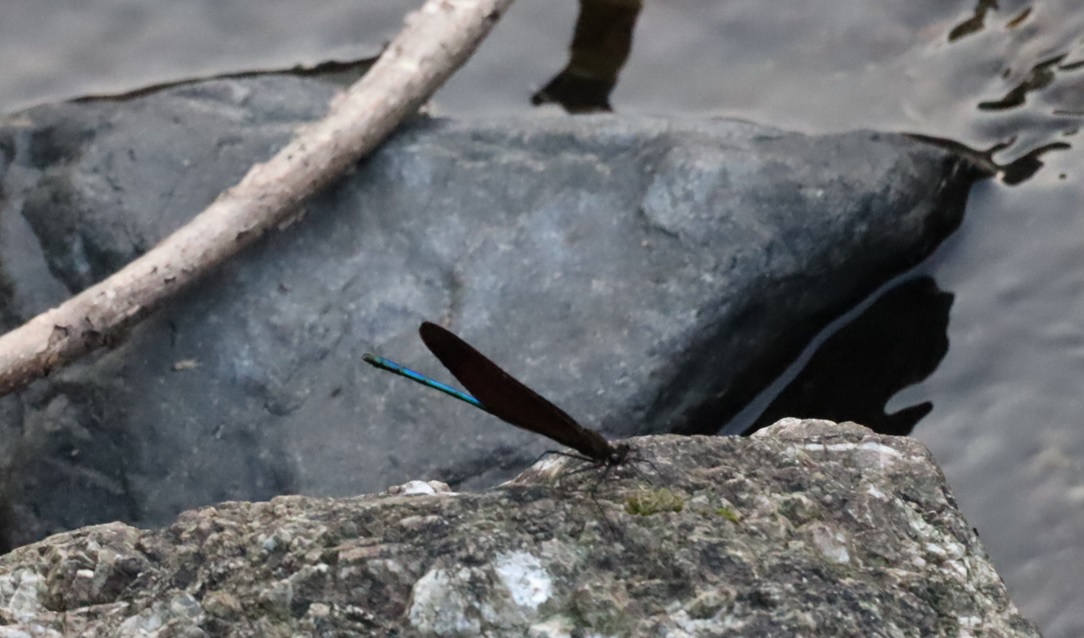 Y川_ハグロトンボ_2022年5月24 18時50分_気温20度